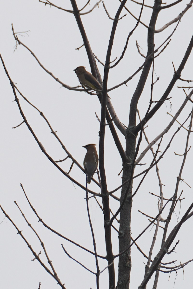 Cedar Waxwing - ML642979542