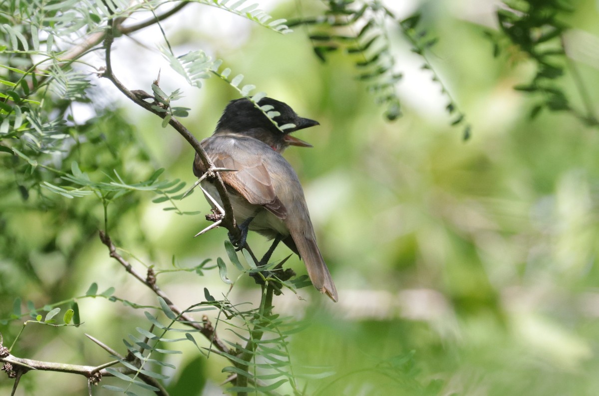 Rose-throated Becard - ML642979547
