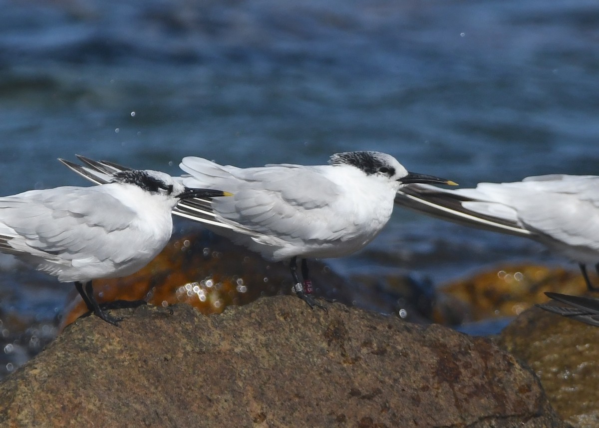 Sandwich Tern (Eurasian) - ML642979552