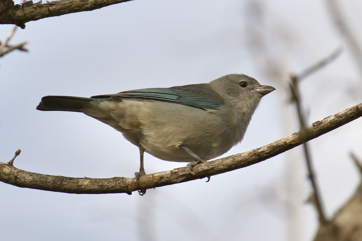 Sayaca Tanager - ML642979558