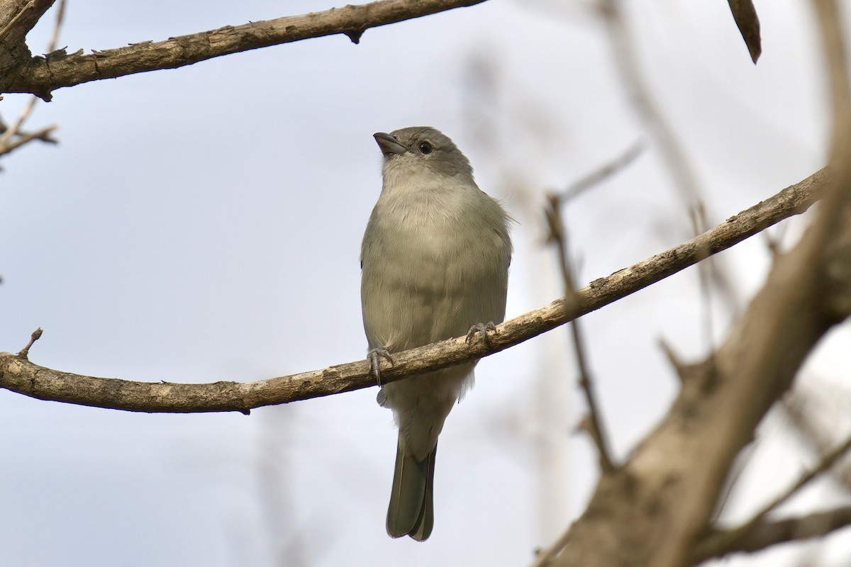 Sayaca Tanager - ML642979559