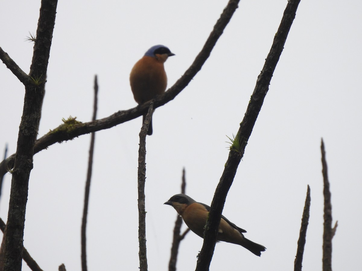 Fawn-breasted Tanager - ML642979574