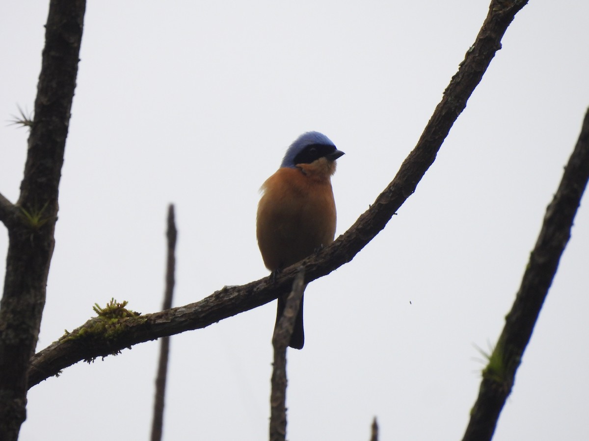 Fawn-breasted Tanager - ML642979591