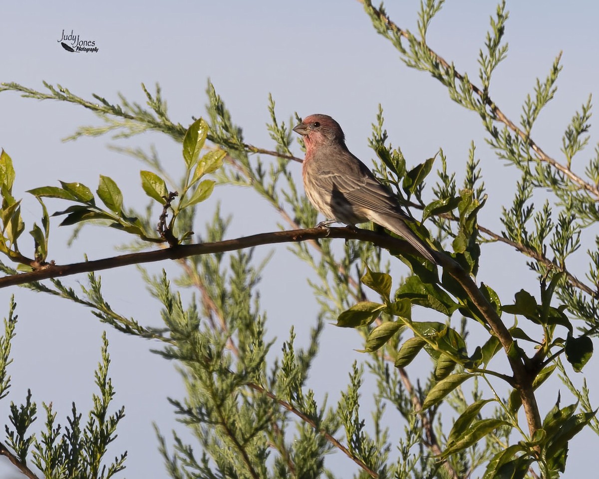 House Finch - ML642979596
