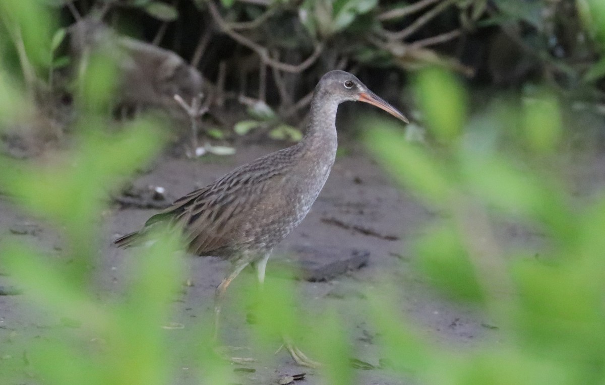 Ridgway's Rail - ML642979598
