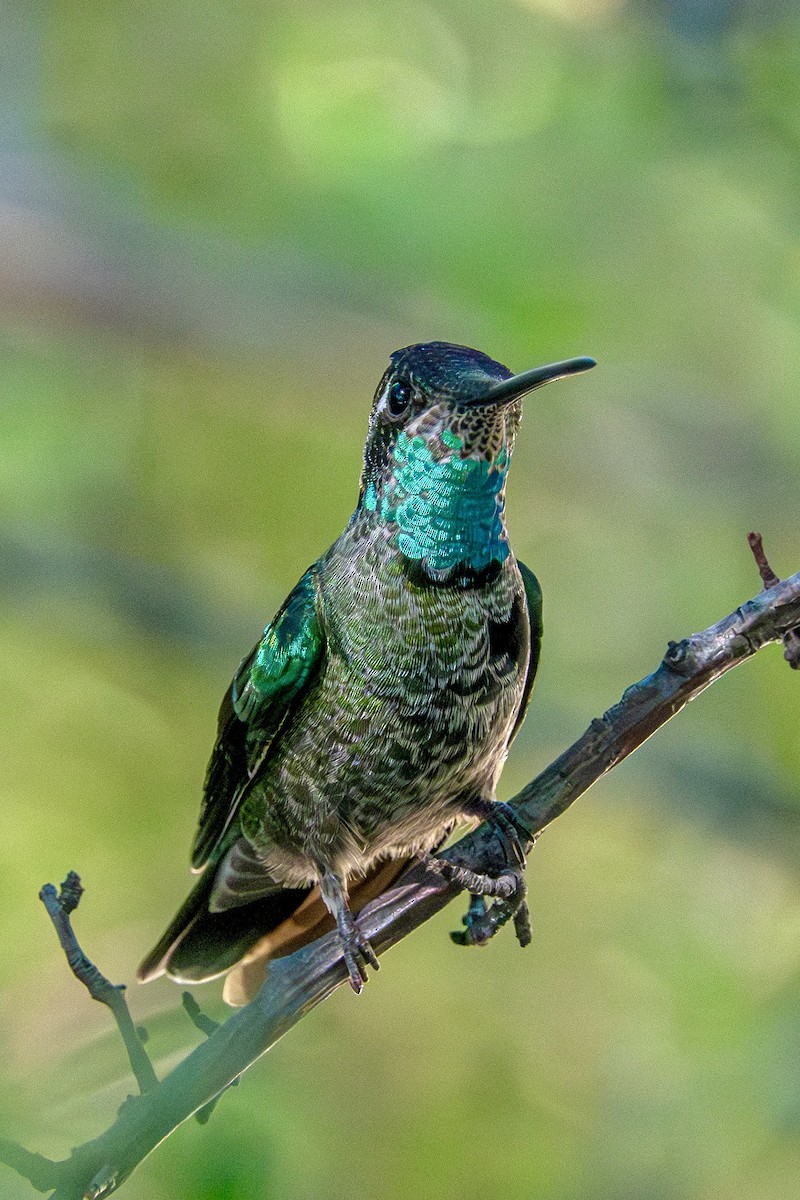 Colibri de Rivoli - ML642979610