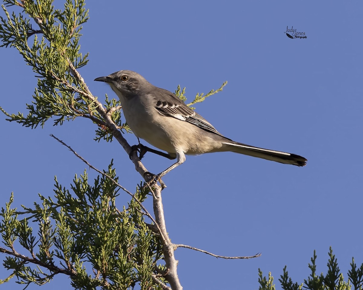 Northern Mockingbird - ML642979614