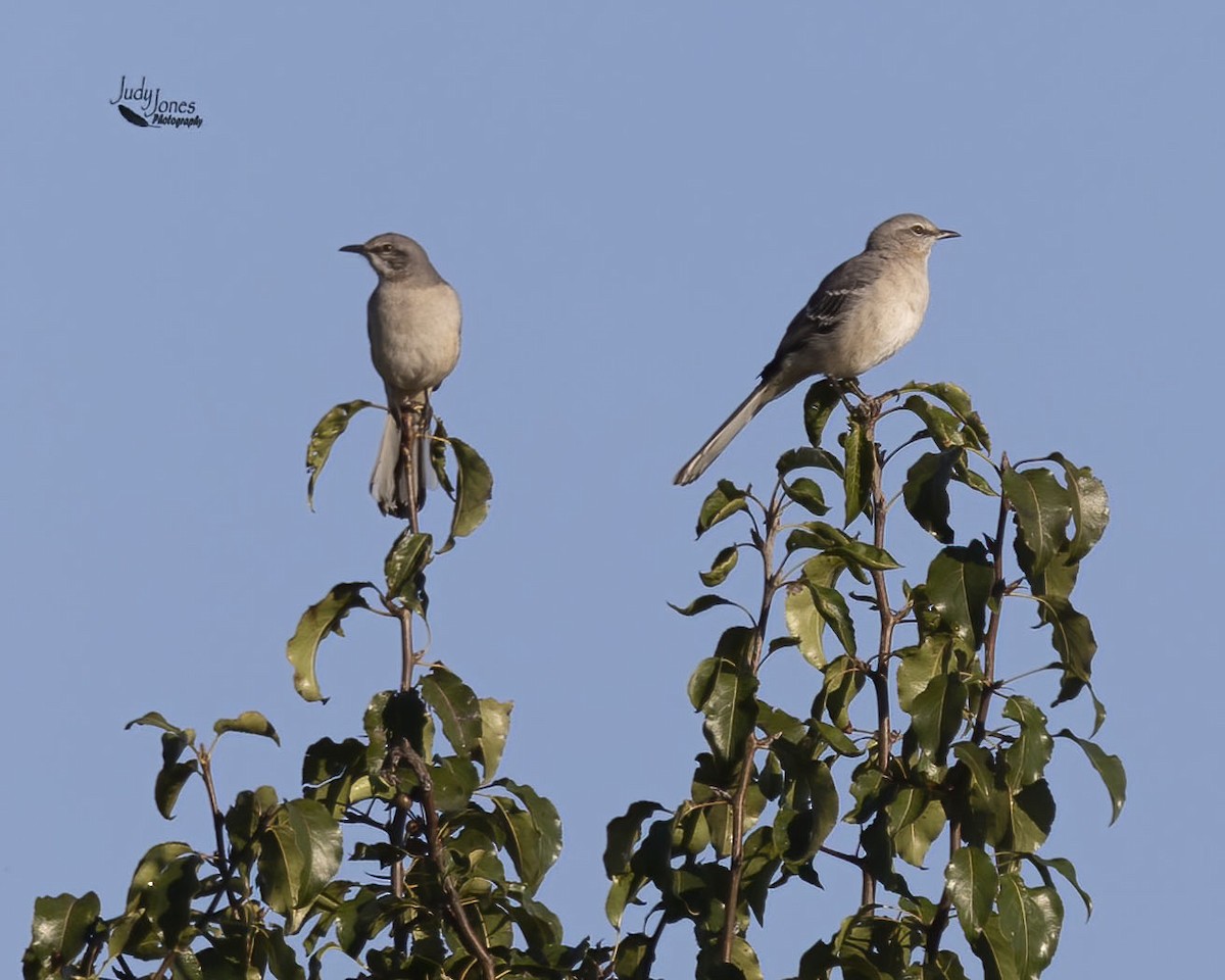 Northern Mockingbird - ML642979615