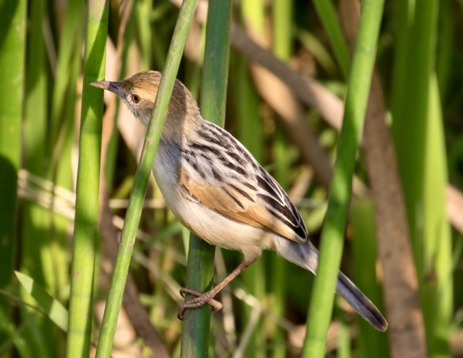 Winding Cisticola - ML642979617