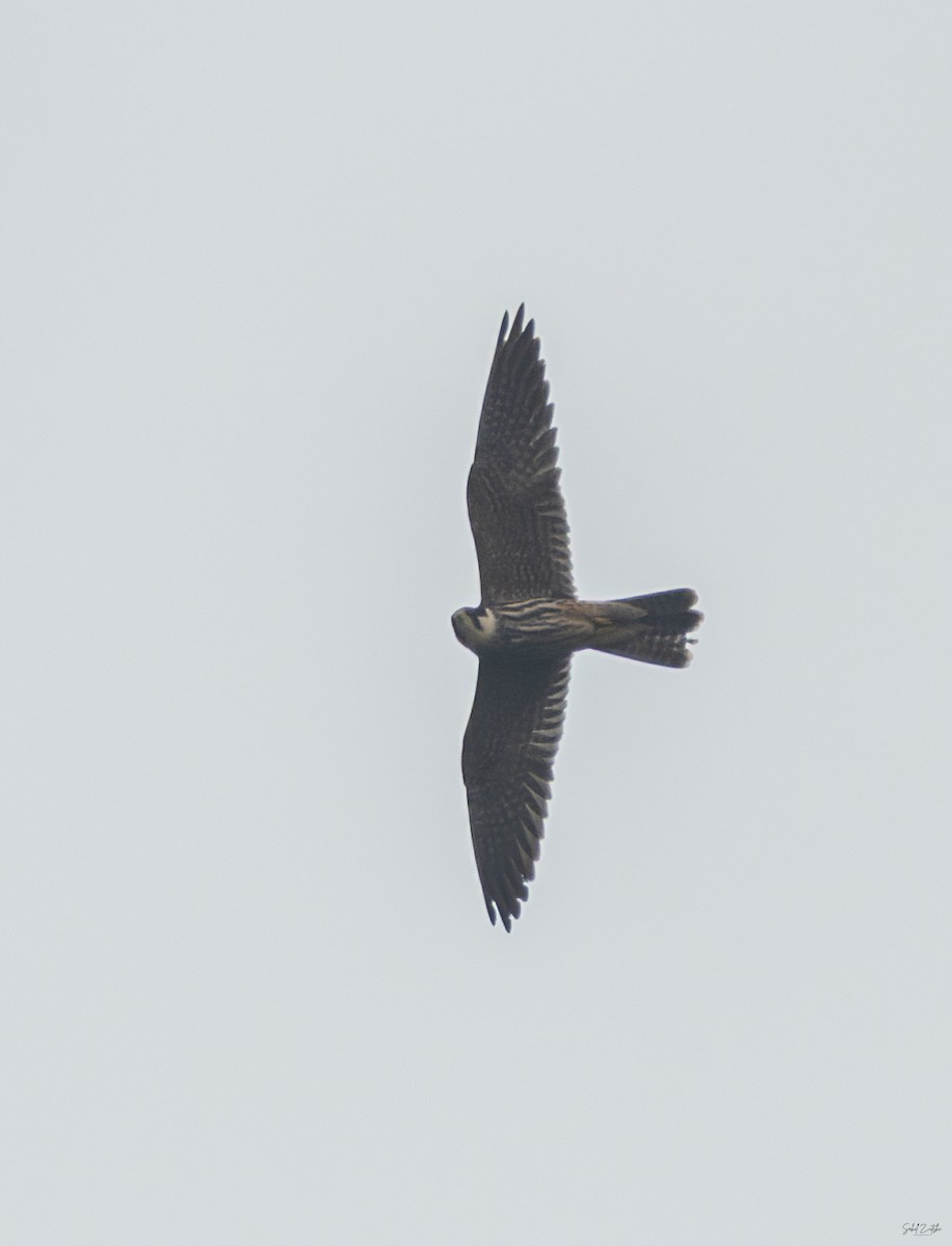 Eurasian Hobby - ML642979619