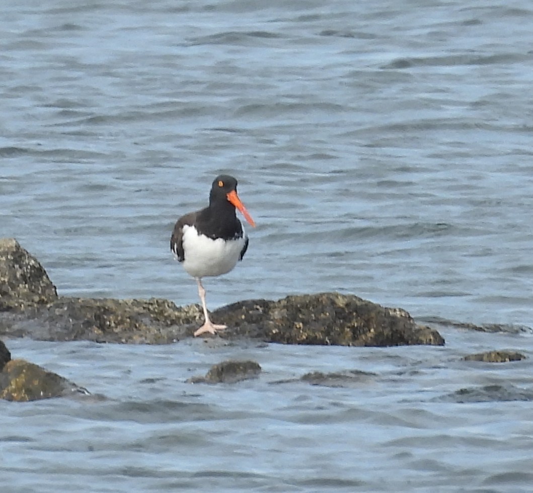 American Oystercatcher - ML642979621