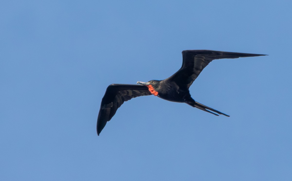 Magnificent Frigatebird - ML642979625