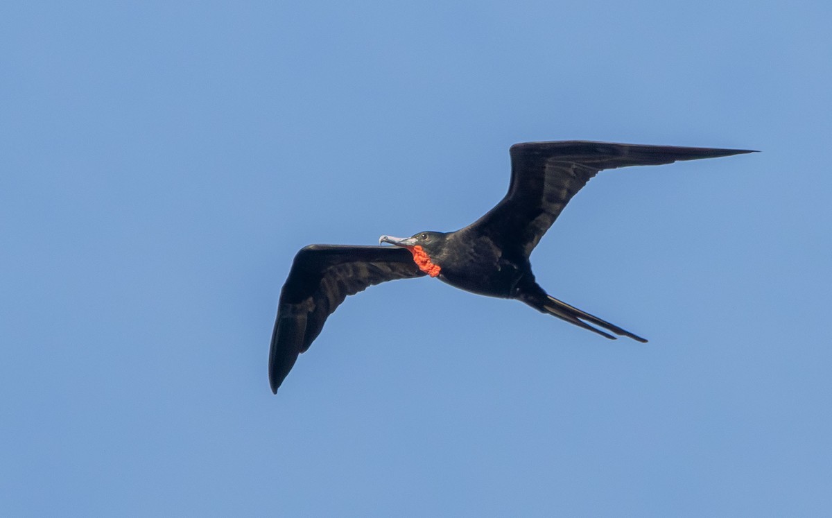 Magnificent Frigatebird - ML642979626