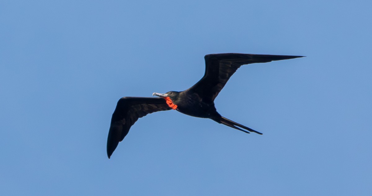 Magnificent Frigatebird - ML642979627