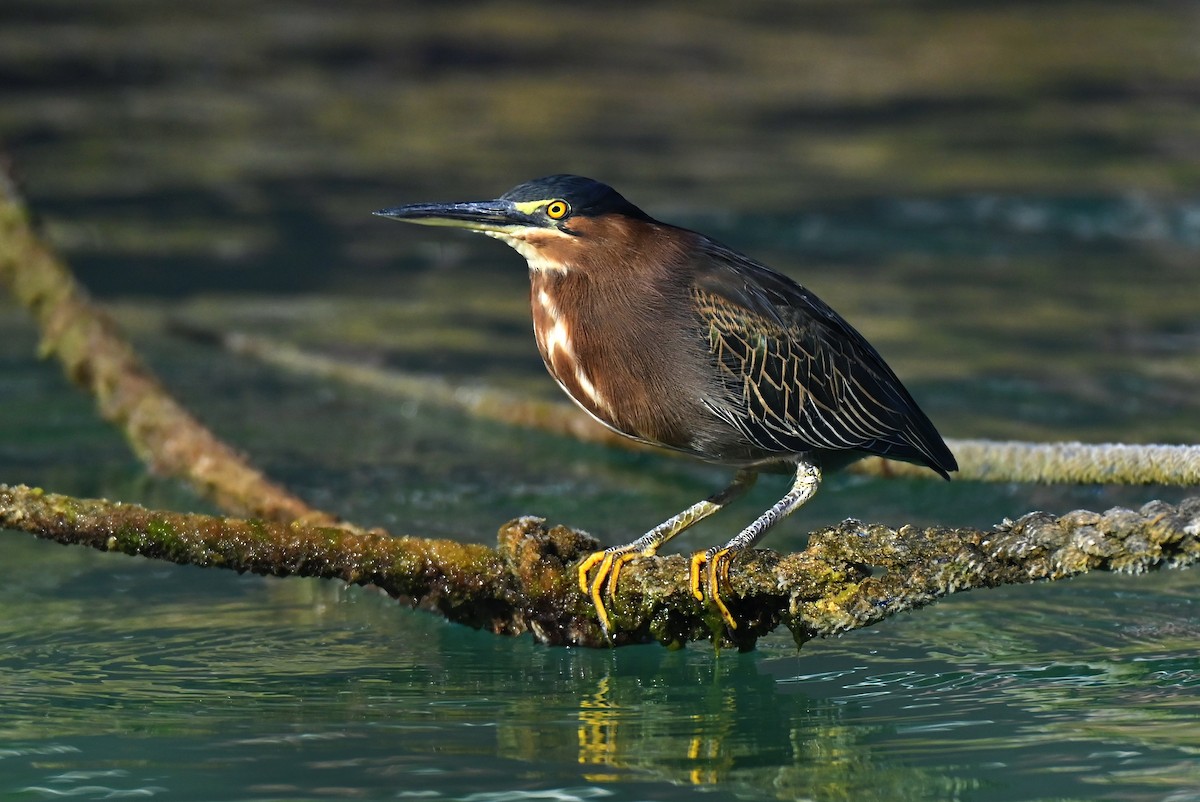 Green Heron - ML642979629