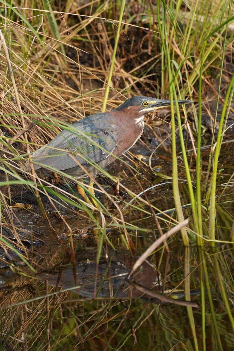 Green Heron - ML642979630