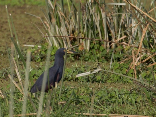 Rufous-bellied Heron - ML642979647