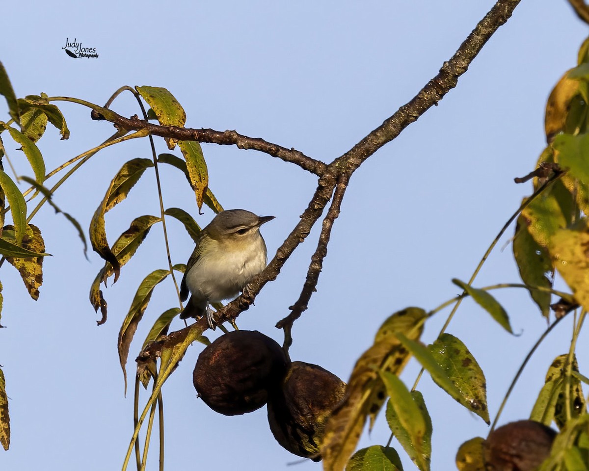 Red-eyed Vireo - ML642979650