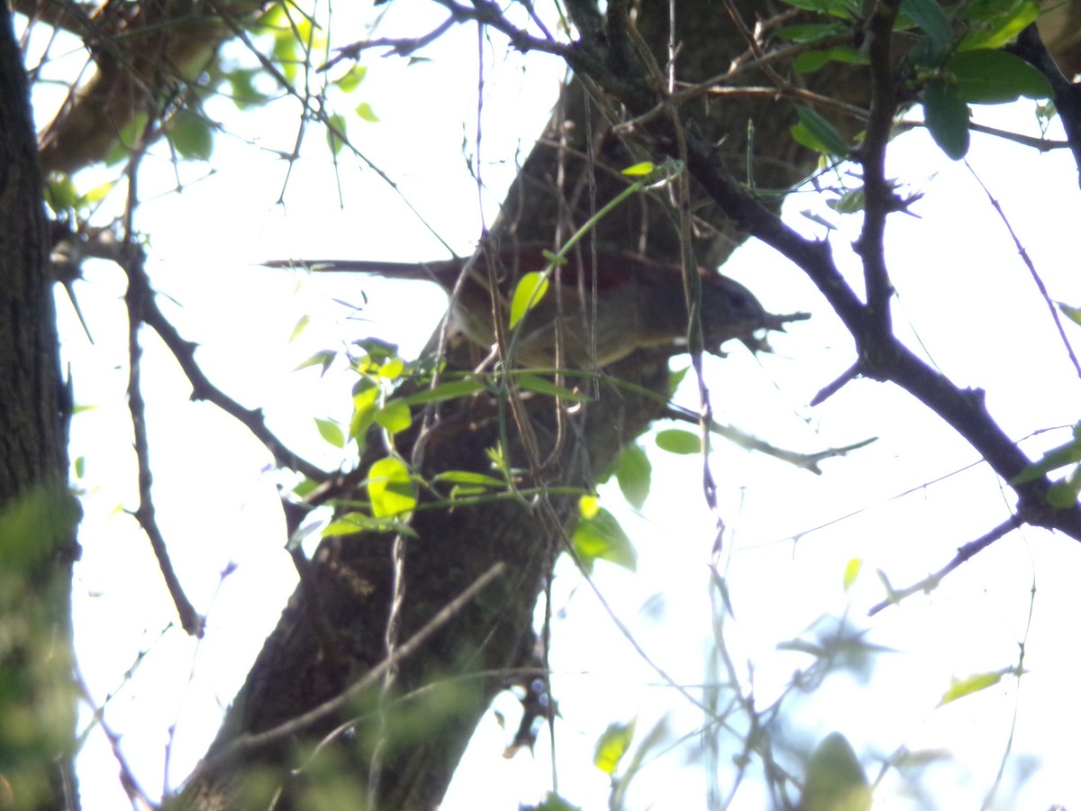 Pale-breasted Spinetail - ML642979665