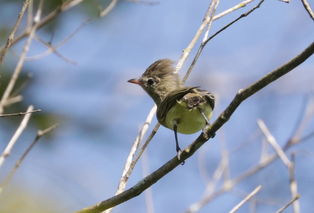 Northern Beardless-Tyrannulet - ML642979670