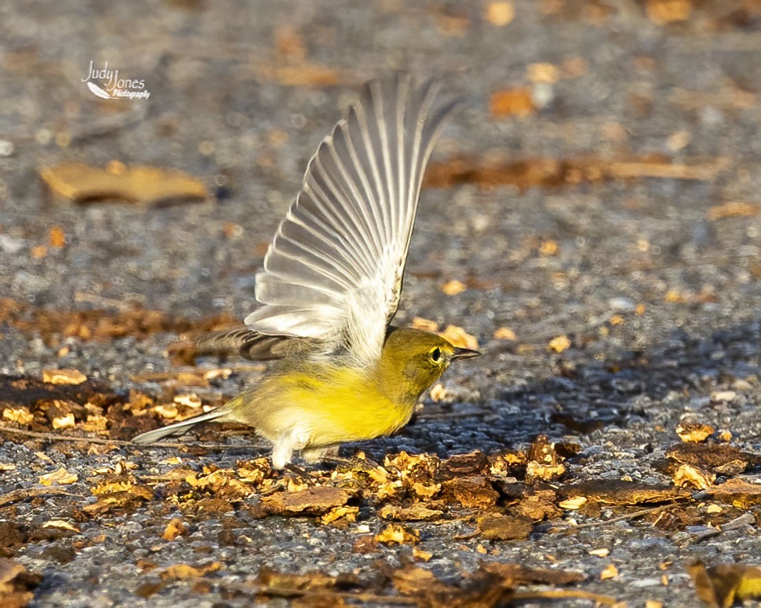 Pine Warbler - ML642979675