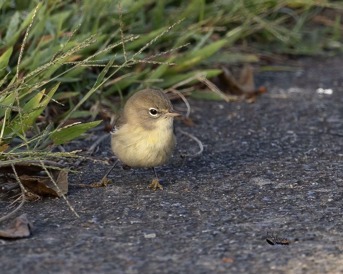 Pine Warbler - ML642979676