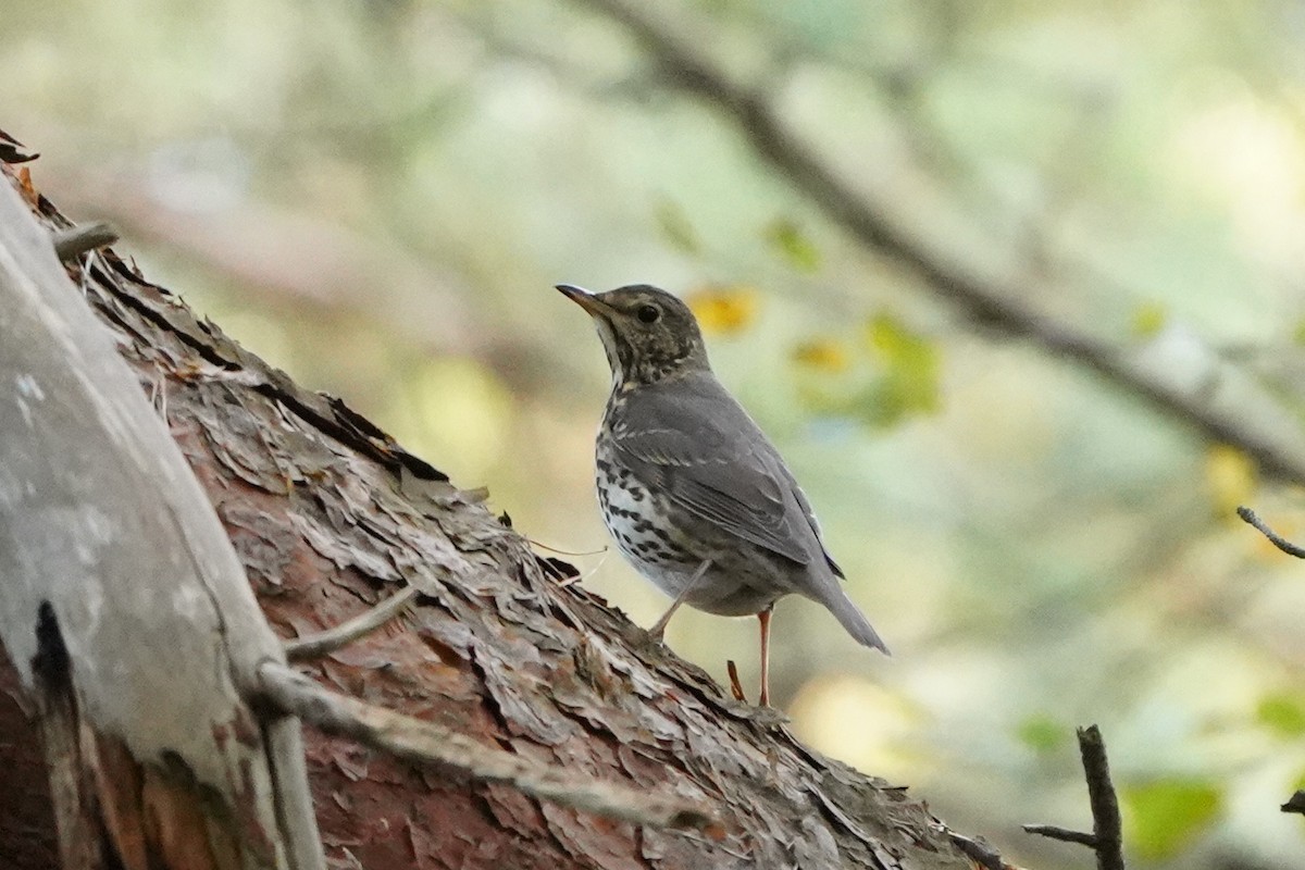 Song Thrush - ML642979693