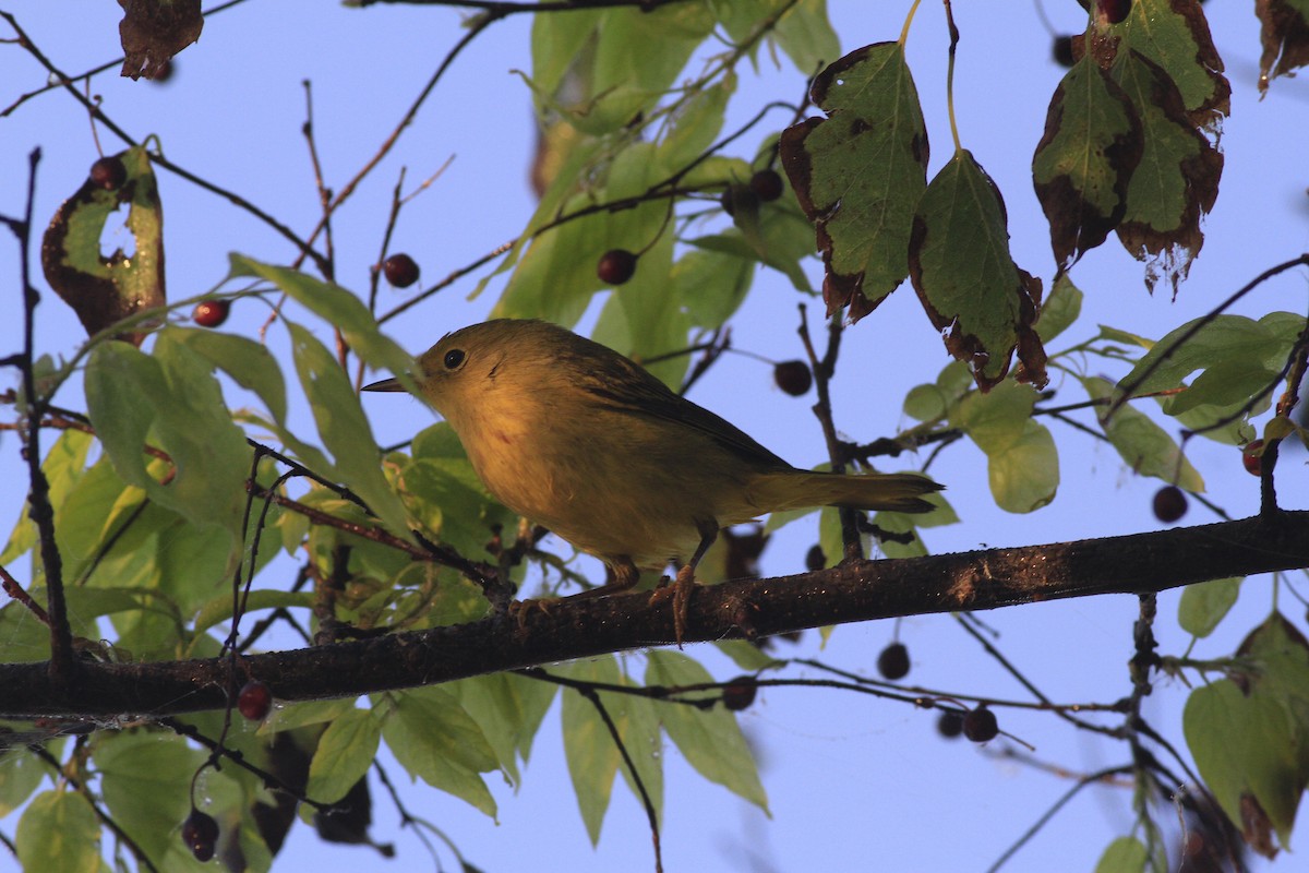 Yellow Warbler - ML642979698