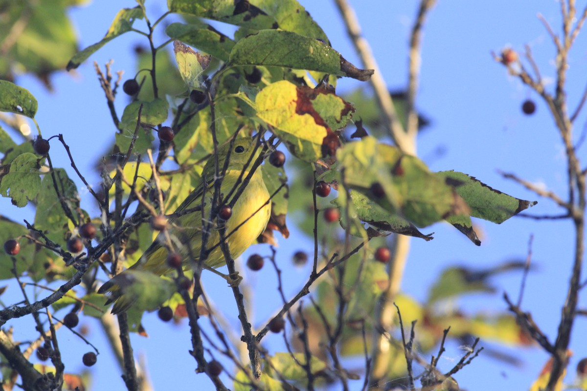 Yellow Warbler - ML642979699