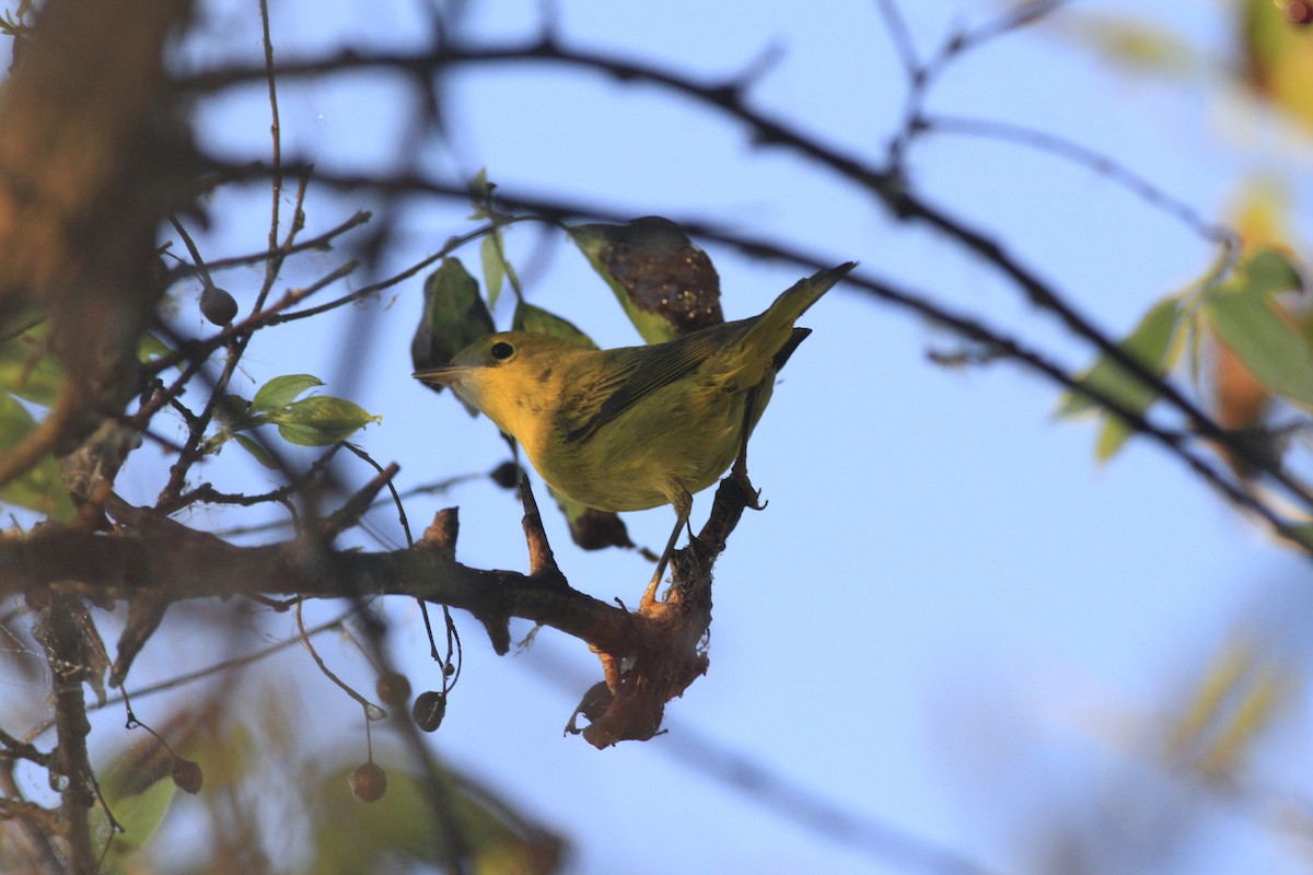 Yellow Warbler - ML642979700