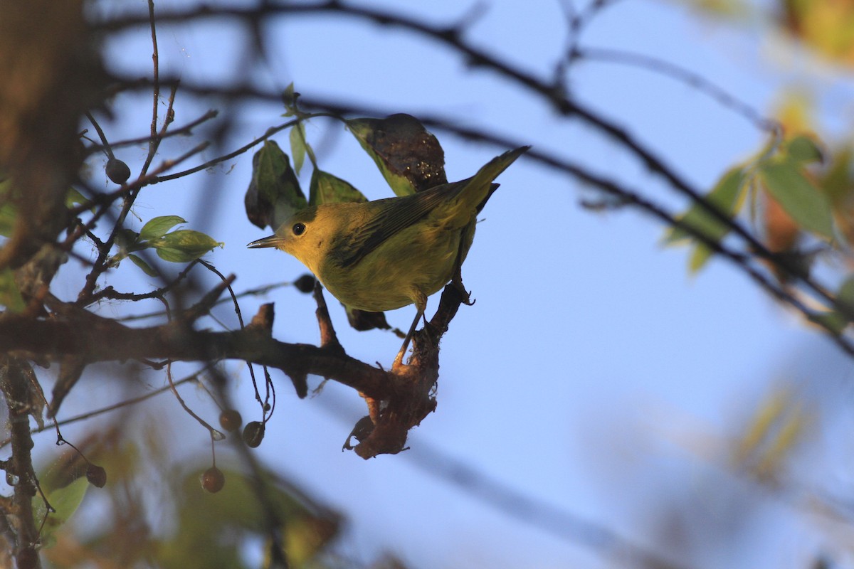Yellow Warbler - ML642979701