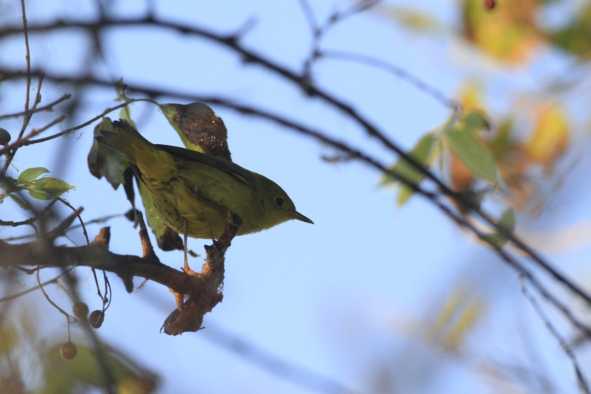 Yellow Warbler - ML642979704