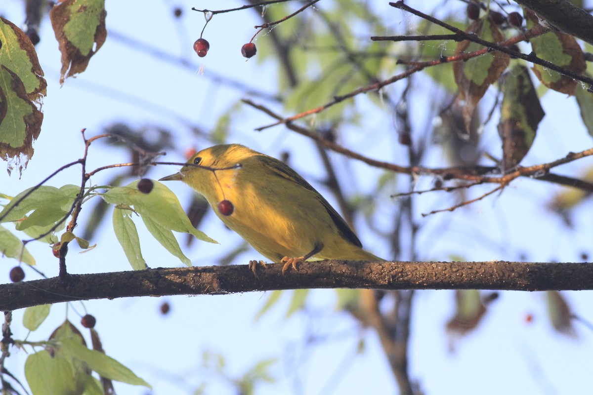 Yellow Warbler - ML642979705