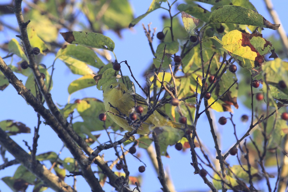 Yellow Warbler - ML642979706