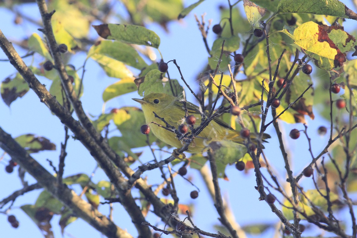 Yellow Warbler - ML642979707