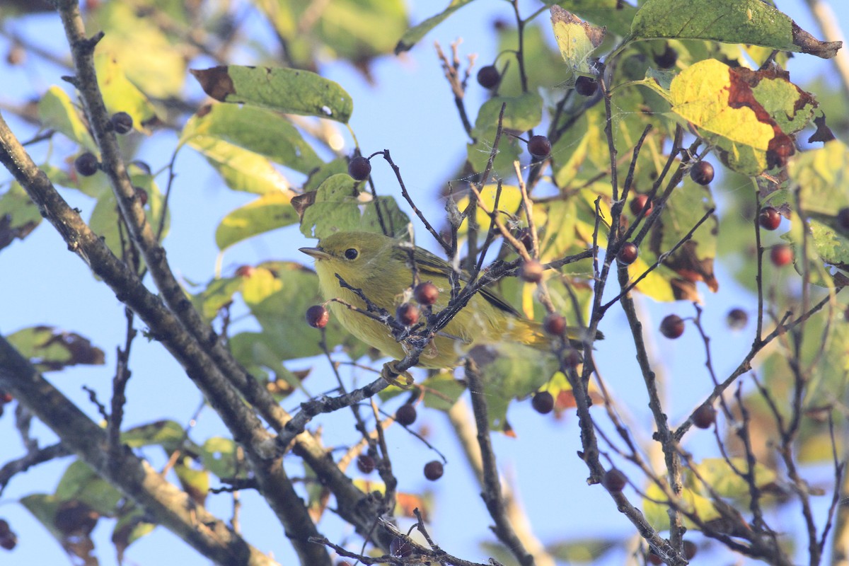 Yellow Warbler - ML642979708