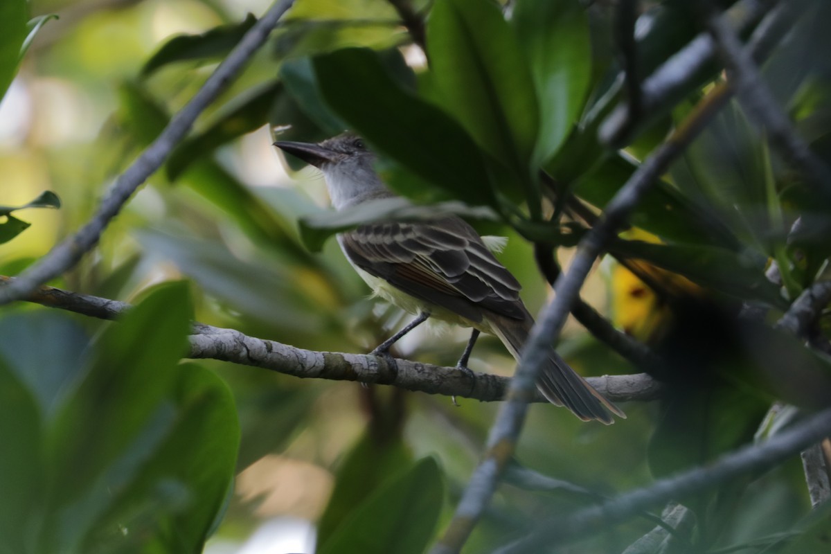 Brown-crested Flycatcher - ML642979747