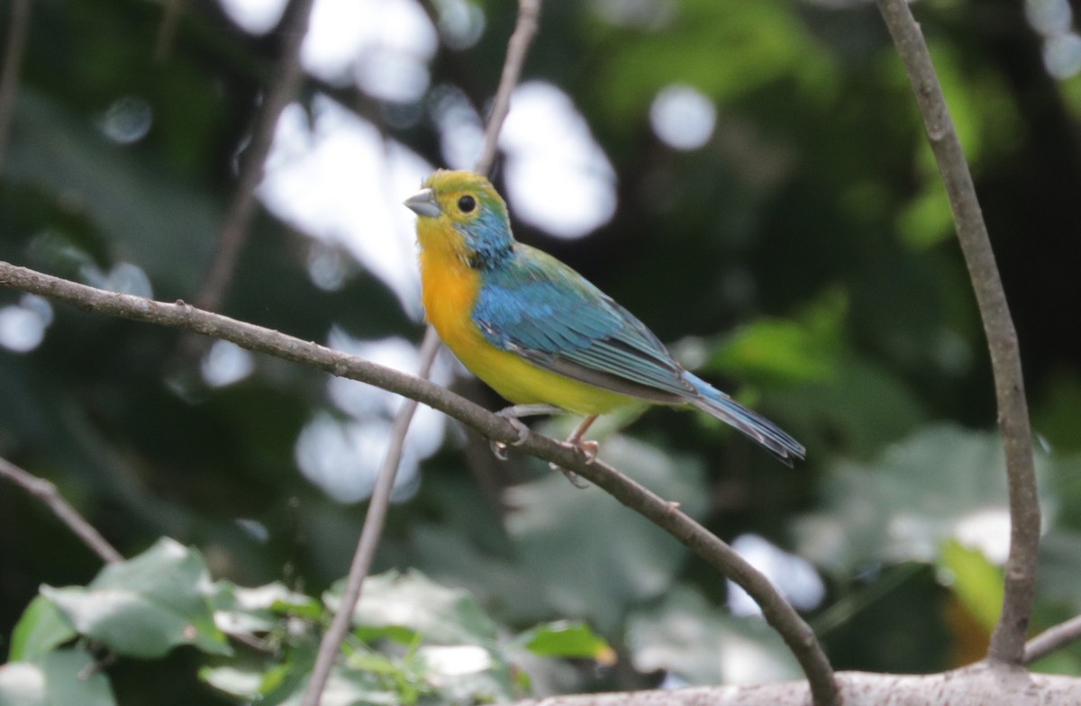 Orange-breasted Bunting - ML642979756