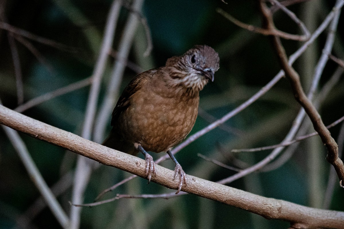 Pale-breasted Thrush - ML642979765