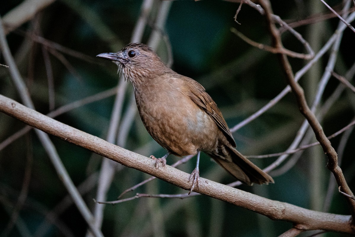 Pale-breasted Thrush - ML642979766