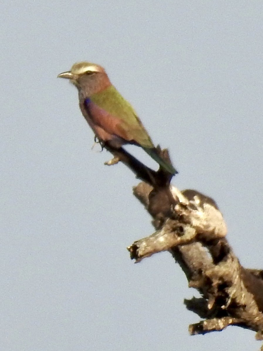 Rollier varié - ML642979787
