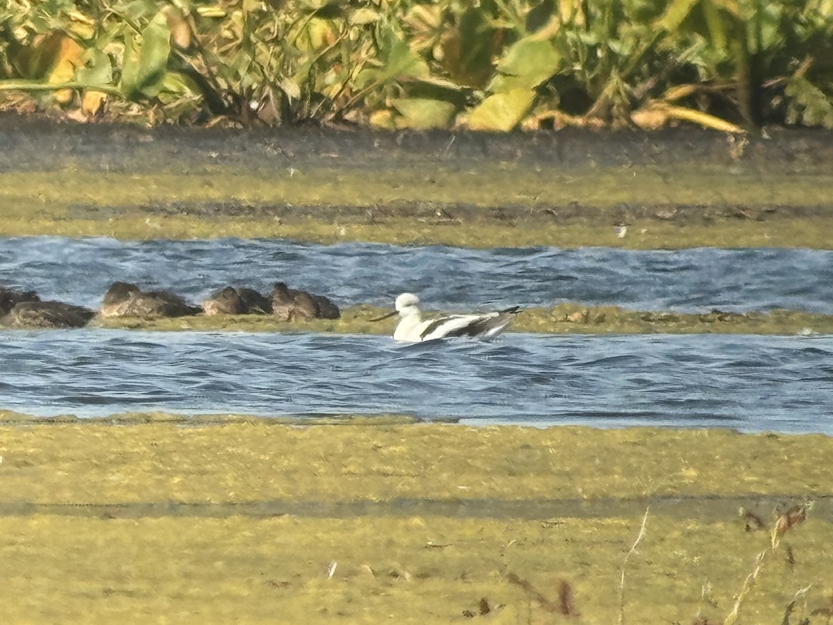 American Avocet - ML642979794