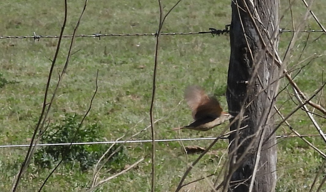 Rusty-backed Monjita - ML642979795