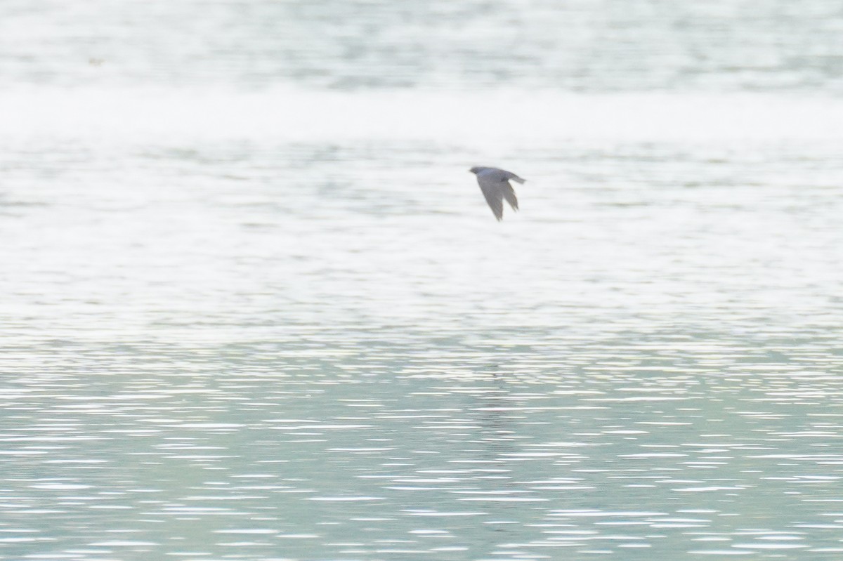 Purple Martin - ML642979797