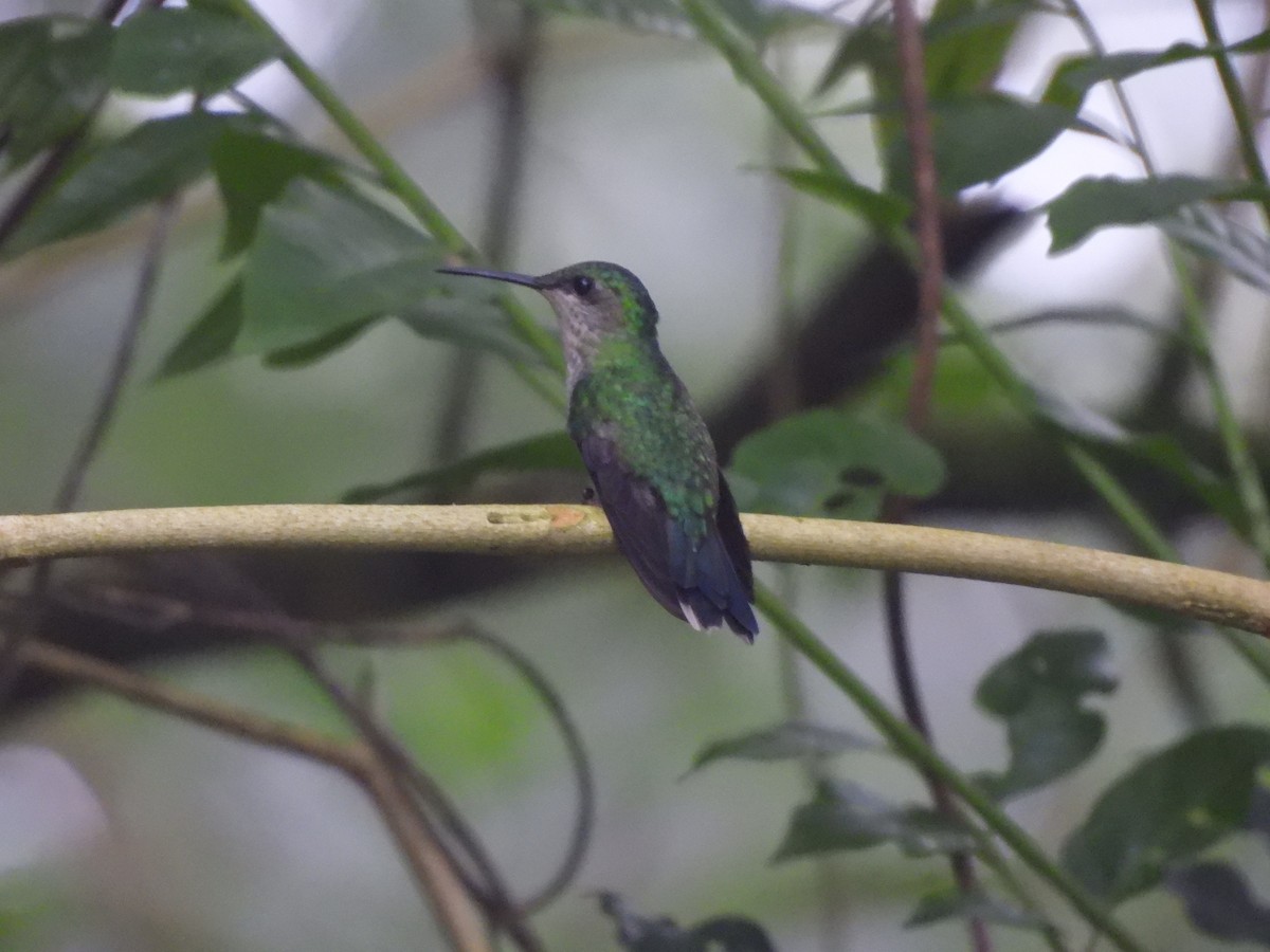 Violet-capped Woodnymph - ML642979815