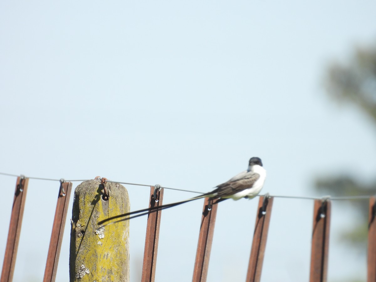 Fork-tailed Flycatcher - ML642979823
