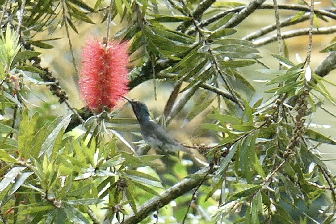 White-necked Jacobin - ML642979827
