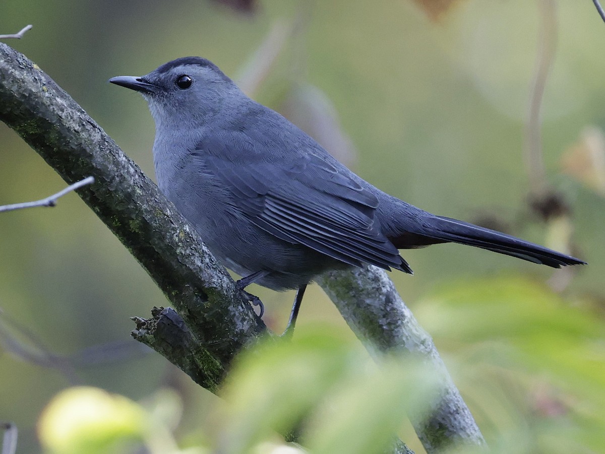 Gray Catbird - ML642979838