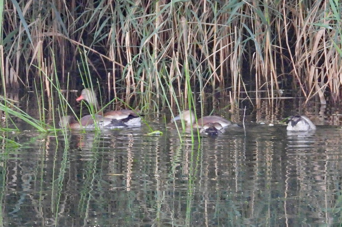 Black-bellied Whistling-Duck - ML642979839