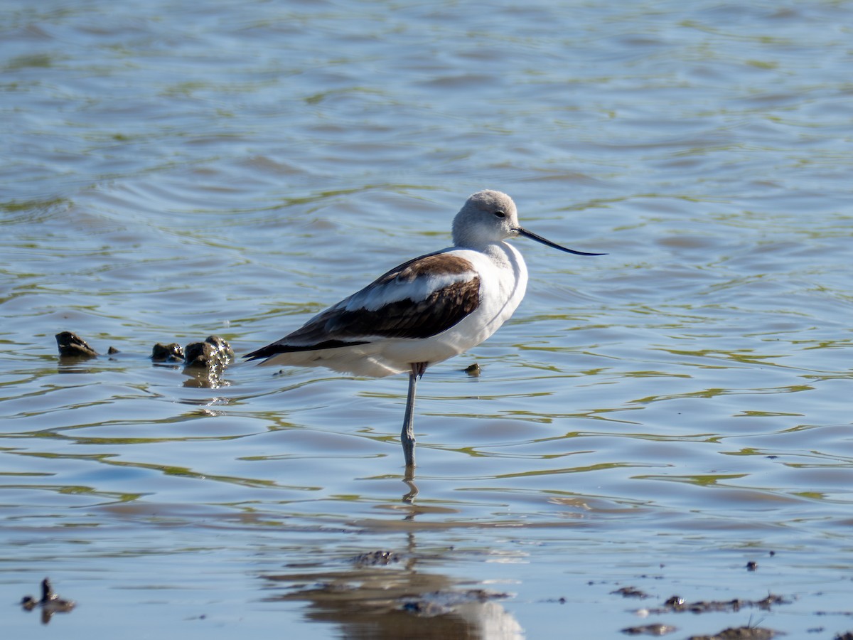 American Avocet - ML642979842